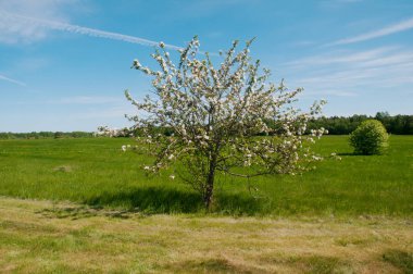 Bir alanın ortasında çiçek açması meyve ağacı