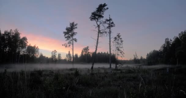 Nebbia Delicatamente Spostando Attraverso Apertura Una Foresta Con Gruppo Alberi — Video Stock