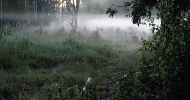 霧の森での移動の時間の経過 — ストック動画