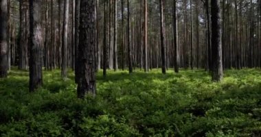 Zaman atlamalı güneş ışığı ve gölge ile parlak yeşil çalılar ile bir ormandaki gövdeleri