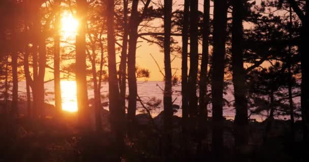 太陽の反射で明るく穏やかな海のほとりの木の幹の後ろに黄色の空に明るい太陽の設定の時間の経過 — ストック動画