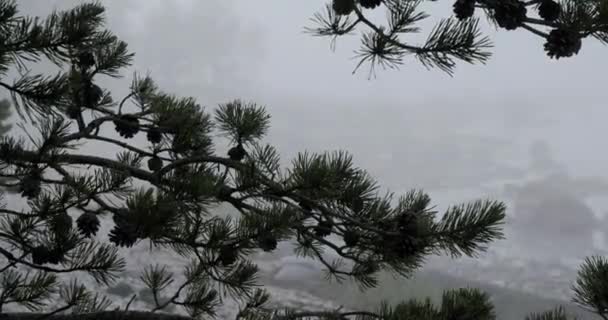 時間の経過は磯海岸とその背後にある濃い霧の中に松ぼっくりと松の木の枝のクローズ アップ — ストック動画