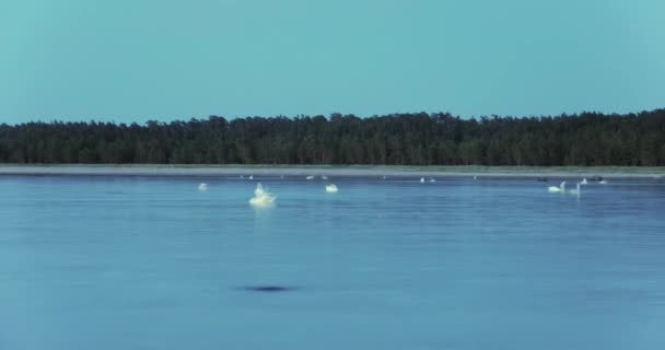 Прошло Время Большая Группа Белых Лебедей Плавала Спокойном Море Ныряла — стоковое видео