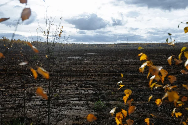 Paisaje de otoño. Tarde, pantano y bosque al fondo. Letonia. Barro y tierra mojada fangosa — Foto de Stock