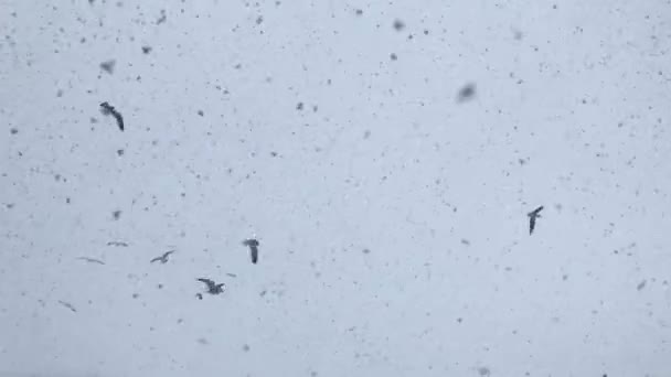 Las gaviotas están volando en MARZO 2019, Riga, Letonia en un día ventoso durante una tormenta de nieve con niebla — Vídeo de stock