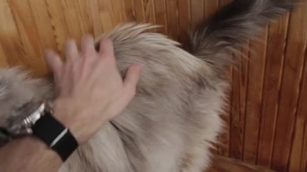 Pov der niedlichen Neva Maskerade Katze mit schönen blauen Augen, die von Männerhand gestreichelt wird, die Taucheruhr auf einem schwarzen Neilonarmband trägt — Stockvideo