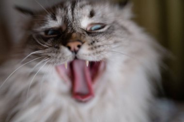 Esneme Sibirya Neva Masquerade yakın kedi yüz - derin mavi gözleri bulanık 1.4 diyafram arka plan üzerinde