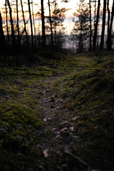 Bosque viejo cerca del lado del mar con árboles cubiertos de musgo y luz del sol al atardecer en bokeh - Fotografía instantánea cuadrada vintage — Foto de Stock