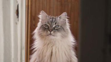 Egzotik Neva Masquerade Sibirya kedi kamera bakıyor ve güneş zevk