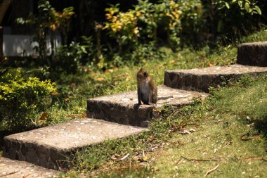 Monkey Nisan ayında Tayland 'da Ko Chang adasında Palmiye ağaçları altında oturan, 2018