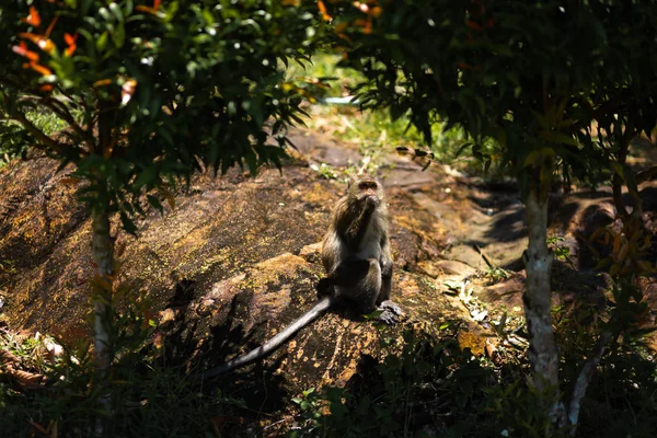 Singe assis sous les palmiers sur l'île Ko Chang en Thaïlande en Avril, 2018 — Photo