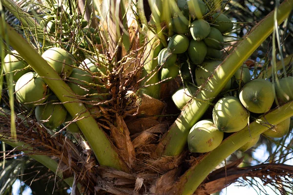 Zielone młode kokosy na drzewie kokosowym-Ko Chang, Tajlandia, kwiecień 2018 — Zdjęcie stockowe