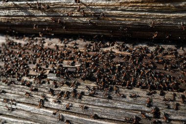 Ahşap karıncalar yuva-yangın karıncalar ahşap eski evde sürünerek