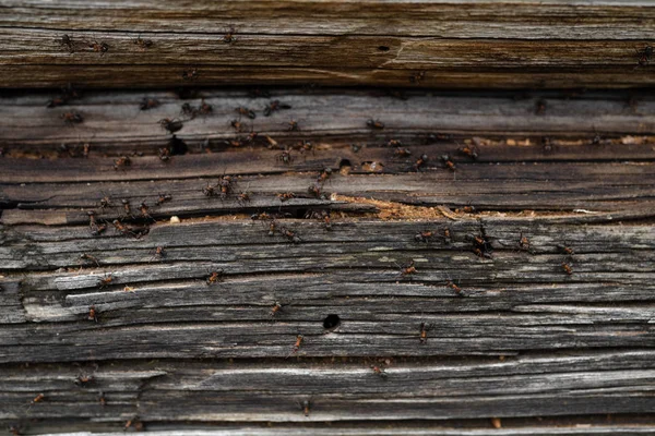 Ameisennest im Holz - Feuerameisen krabbeln auf dem hölzernen alten Haus — Stockfoto