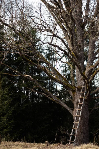 Enorme albero nudo con una lunga scala in mezzo a una foresta — Foto Stock