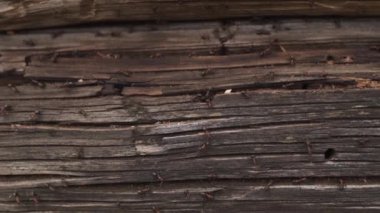 Ahşap karıncalar yuva-yangın karıncalar ahşap eski evde sürünerek