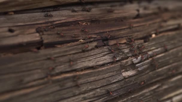 Муравьи гнездятся в лесу - Огненные муравьи ползают по деревянному старому дому — стоковое видео