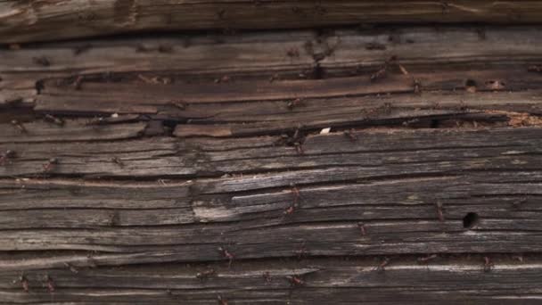 Ameisennest im Holz - Feuerameisen krabbeln auf dem hölzernen alten Haus — Stockvideo