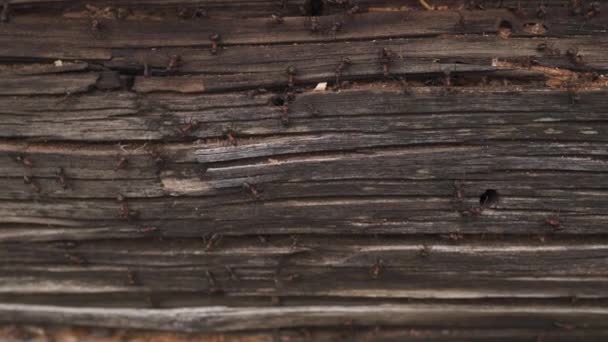 Las hormigas anidan en madera - Las hormigas de fuego se arrastran sobre la vieja casa de madera — Vídeos de Stock