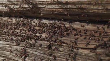 Ahşap karıncalar yuva-yangın karıncalar ahşap eski evde sürünerek