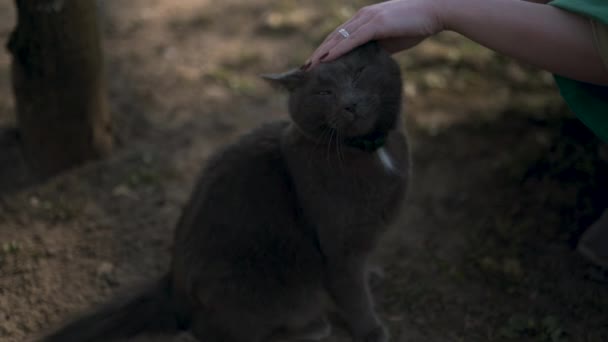 Frau streichelt eine streunende Katze - Kätzchen genießt Streicheln und Schnurren — Stockvideo