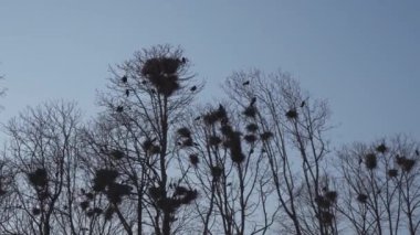 Ağaçlarda yüksek yukarı yuvalanmış Rooks, şarkı söylemek ve uçan-kale yuvası-bahar burada