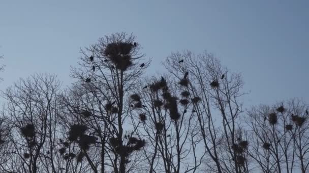 Rooki zagnieżdżanie wysoko w drzewach, śpiew i pływające-gniazdo Rook-wiosna jest tutaj — Wideo stockowe