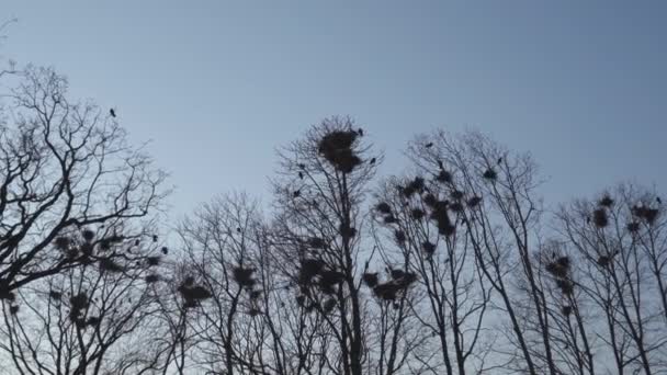 Rooks häckar högt uppe i träd, sång och flygande-Rook Nest-Spring är här — Stockvideo