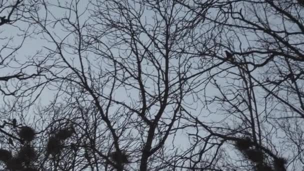 Rooks häckar högt uppe i träd, sång och flygande-Rook Nest-Spring är här — Stockvideo