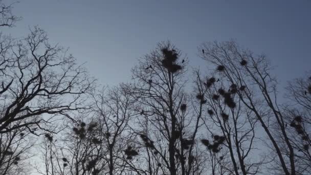 Ağaçlarda yüksek yukarı yuvalanmış Rooks, şarkı söylemek ve uçan-kale yuvası-bahar burada — Stok video