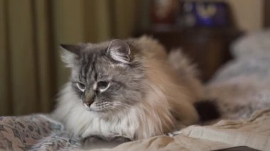 Mavi gözlü egzotik Neva Masquerade Sibirya kedi yakın yukarı yüz-vloggers içeriği gösteren bir tablet ile evde rahatlatıcı