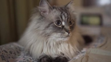 Mavi gözlü egzotik Neva Masquerade Sibirya kedi yakın yukarı yüz-vloggers içeriği gösteren bir tablet ile evde rahatlatıcı