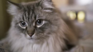 Mavi gözlü egzotik Neva Masquerade Sibirya kedi yakın yukarı yüz-vloggers içeriği gösteren bir tablet ile evde rahatlatıcı