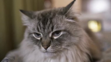 Mavi gözlü egzotik Neva Masquerade Sibirya kedi yakın yukarı yüz-vloggers içeriği gösteren bir tablet ile evde rahatlatıcı