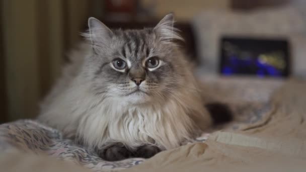 Exótica Neva Masquerade Gato siberiano con los ojos azules de cerca - Relajante en casa con una tableta que muestra el contenido de los vloggers — Vídeo de stock