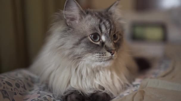 Exótica Neva Masquerade Gato siberiano con los ojos azules de cerca - Relajante en casa con una tableta que muestra el contenido de los vloggers — Vídeo de stock