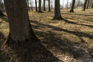 Liepupe, Letonya-13 Nisan 2019: mavi gökyüzü ve bulutlar ile güzel güneşli bahar havalarda Liepupes Muiza malikanesi-uzun boylu eski ağaçlar ile güzel Park