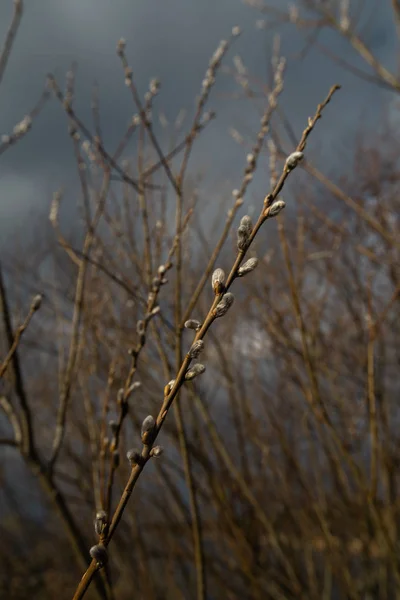 Buceta salgueiro close-up no dia 13 de abril na Letônia - Flores de primavera e galhos de árvore — Fotografia de Stock
