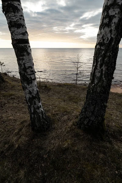 Brzozy na wzgórzu plażowym nad Morzem Bałtyckim-Veczemju Klintis, Łotwa-13 kwietnia 2019 — Zdjęcie stockowe
