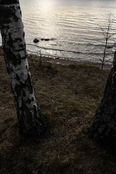 Nyírfák a tengerparton a hegyen a Balti-tengeren-Veczemju Klintis, Lettország-április 13, 2019 — Stock Fotó
