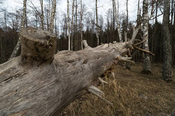 Vecchio albero secco decaduto nella foresta con betulle sullo sfondo - Veczemju Klintis, Lettonia - 13 aprile 2019 — Foto Stock