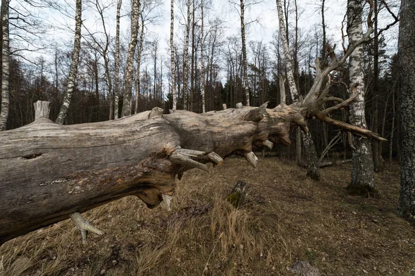 Vecchio albero secco decaduto nella foresta con betulle sullo sfondo - Veczemju Klintis, Lettonia - 13 aprile 2019 — Foto Stock