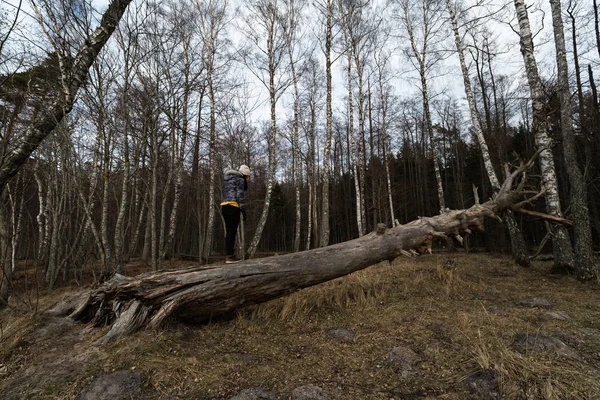 Woman climbing on a fallen tree in a forest at the beach near the Baltic Sea — Stock Photo, Image