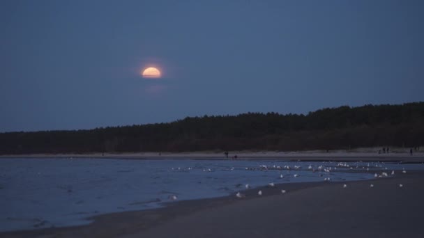 Big huge Moon illuminates the sea with a moon light trail - 4K professional footage landscape - Sea chull and cormorant on water - Eastern Europe — стоковое видео