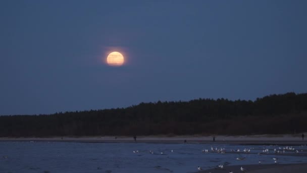 Μεγάλη τεράστια Σελήνη φωτίζει τη θάλασσα με ένα φως φεγγάρι-4K επαγγελματικό βίντεο τοπίο-γλάρος και κορμοράντ στο νερό-Ανατολική Ευρώπη — Αρχείο Βίντεο