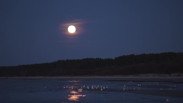 큰 거대한 달은 달 빛 흔적으로 바다를 조명 - 4K 전문 영상 풍경 - 바다 갈매기와 가마우지 물에 - 동유럽 — 비디오