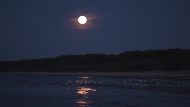 Velký obrovský měsíc osvětluje moře světlem měsíční stezky-4k profesionální záběr-mořský Racek a kormorant na vodě-východní Evropa — Stock video
