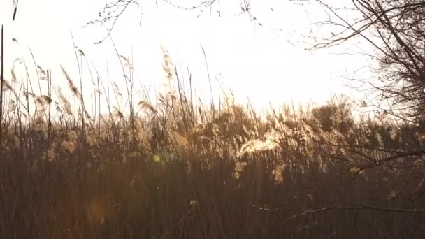 Χωράφι σίκαλη κατά τη διάρκεια ενός ηλιοβασιλέματος με όμορφο ήλιο να λάμπει στο παρασκήνιο — Αρχείο Βίντεο
