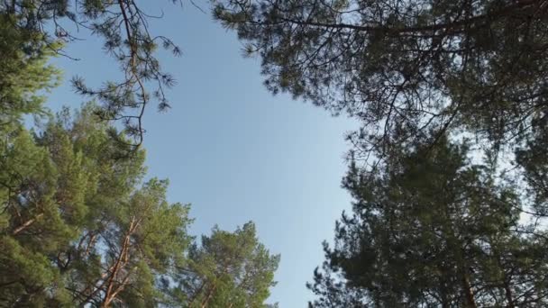 Ciel bleu clair visible à travers les arbres en haut - Lettonie pins 