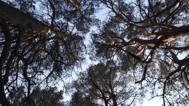 Encerclez le mouvement de la caméra depuis le ciel face au sol avec des pins et un ciel bleu clair pendant le coucher de soleil Golden Hour 